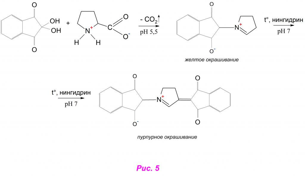Пример нингидриновой реакции с пролином