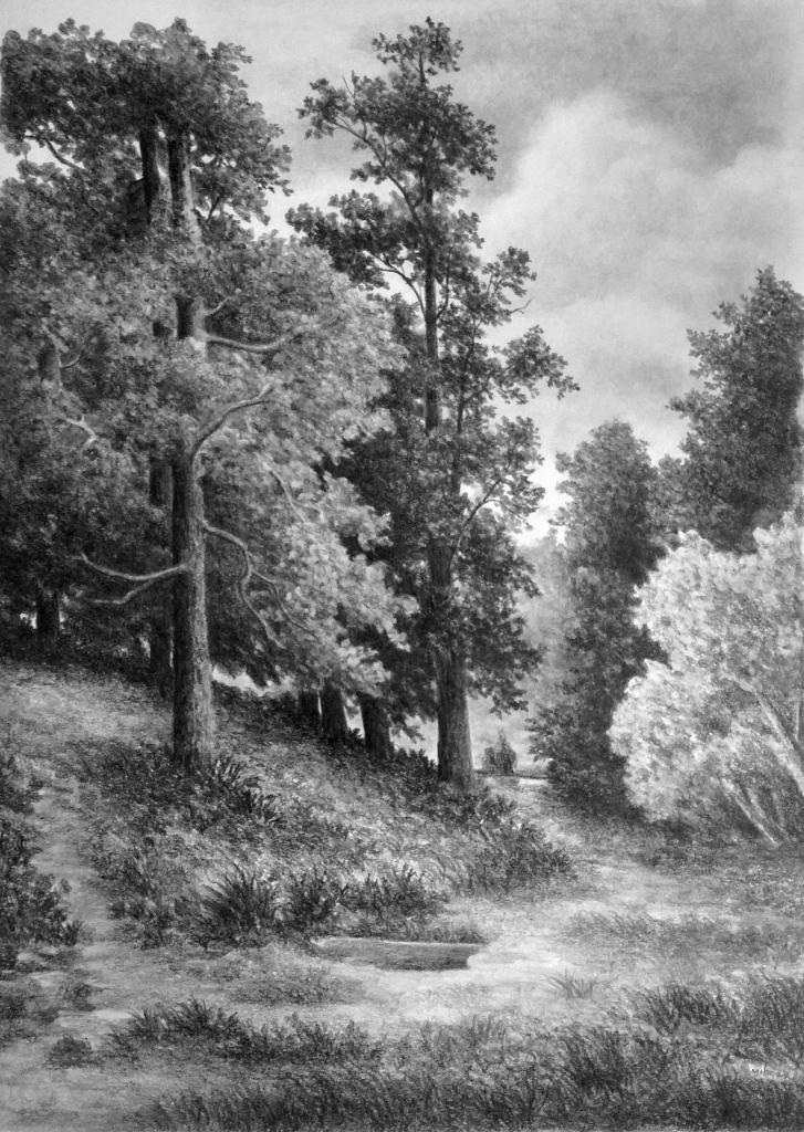 Рисунок карандашом лес