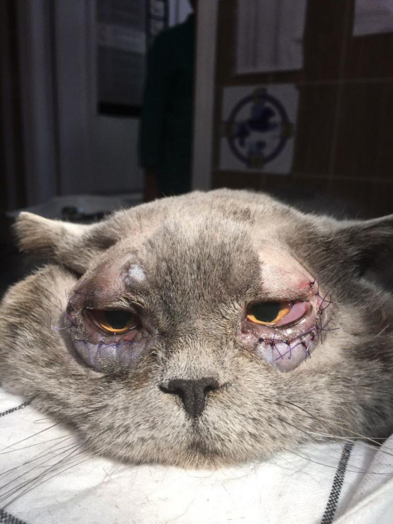 Кошка после операции