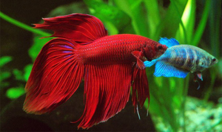 Рыбки петушки: самец и самка