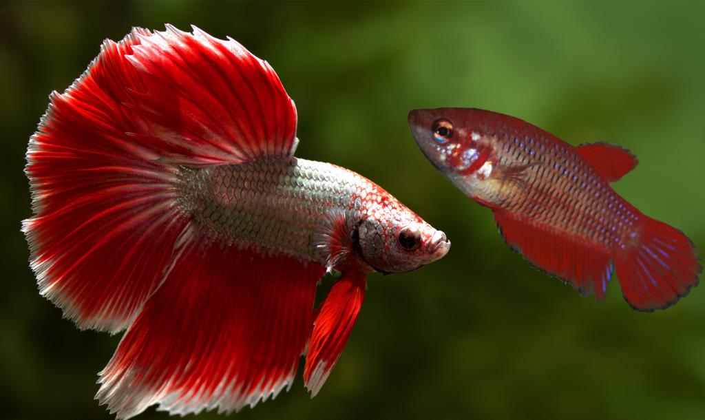 Самец и самка рыбки петушка