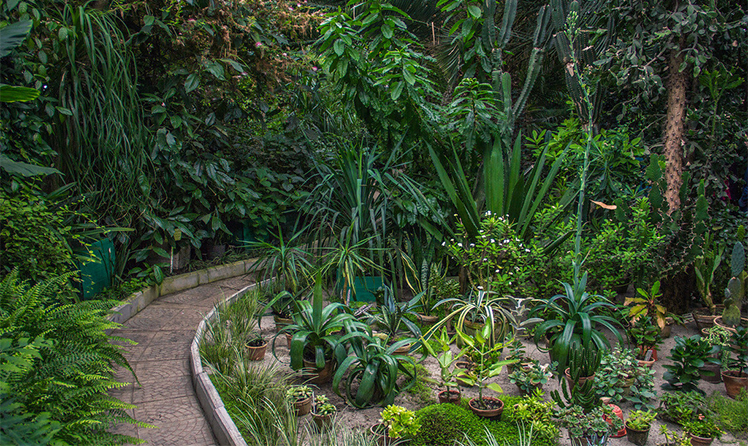 Тропические растения в оранжерее
