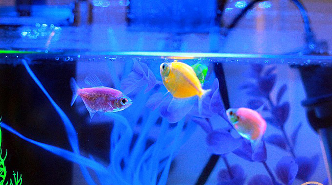 Светящиеся рыбки под ультрафиолетовой лампой