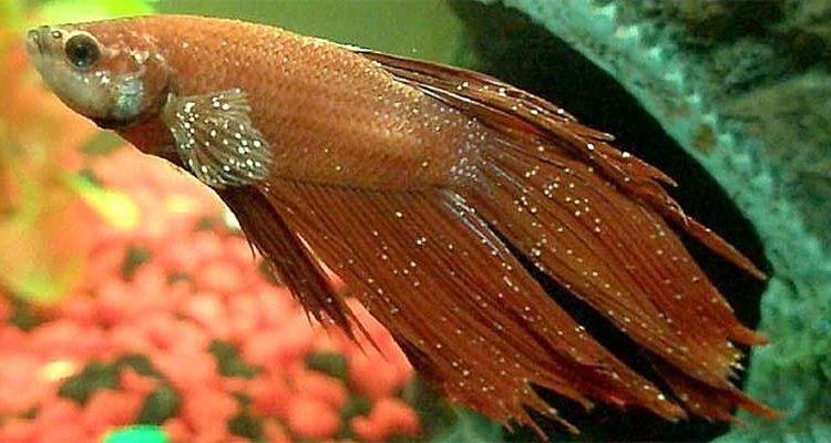 Болезни рыб петушков: описание, симптомы и лечение