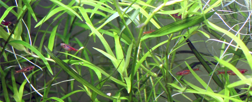 Рыбки в зарослях растений