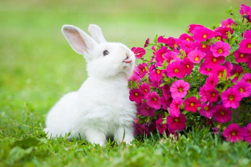 кролик возле цветов