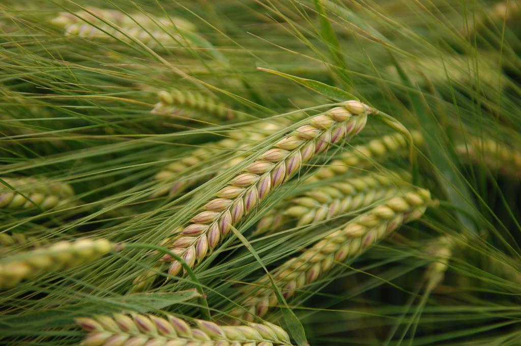 Ростки пшеницы