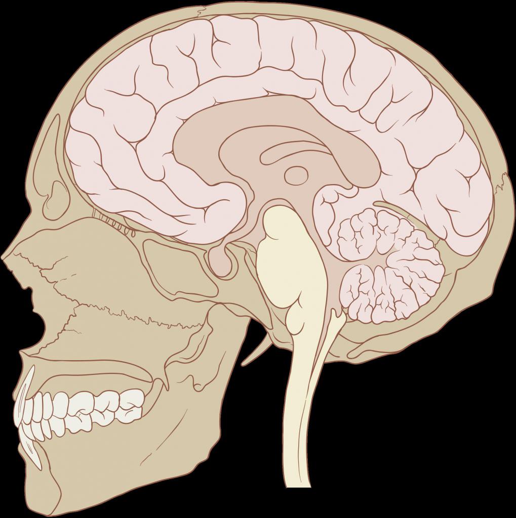 Мозг в черепной коробке