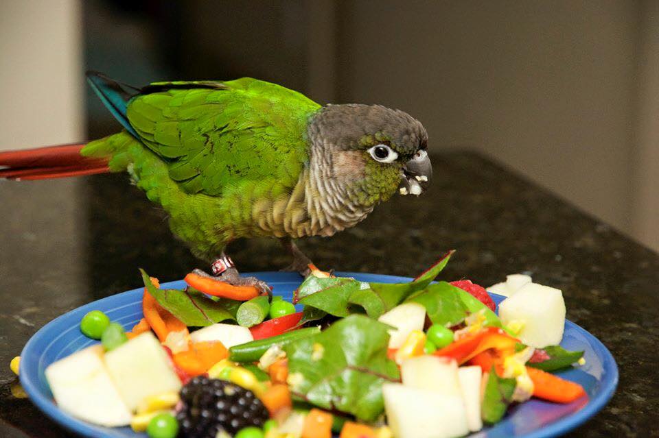 Попугай ест
