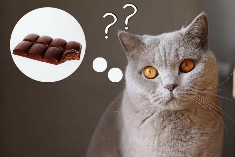 Шоколад ядовит для кошки