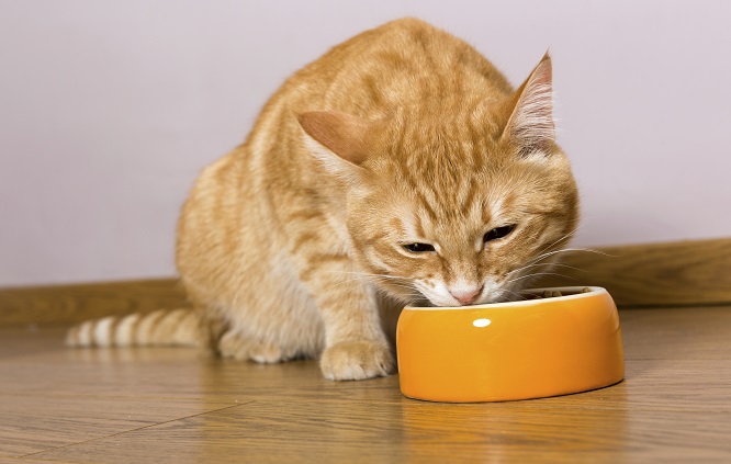 Правильное питание кошки