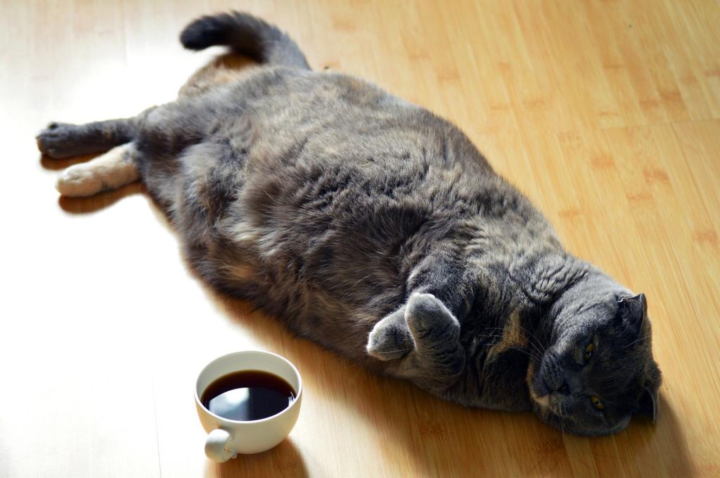 Ожирение у кошки