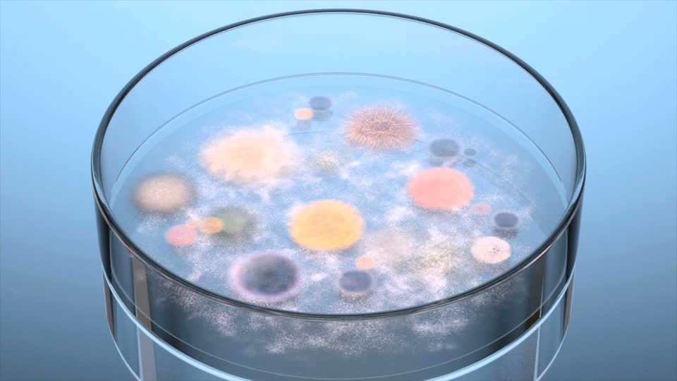 Рост патогенной микрофлоры в чашке Петри