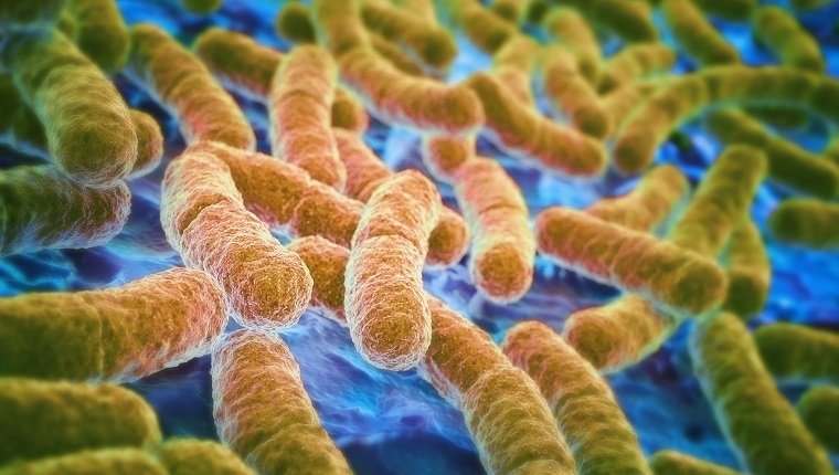 бактерии в организме