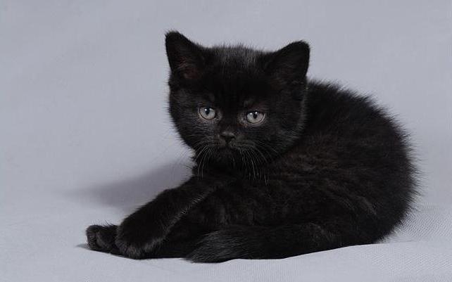 британские кошки черного цвета