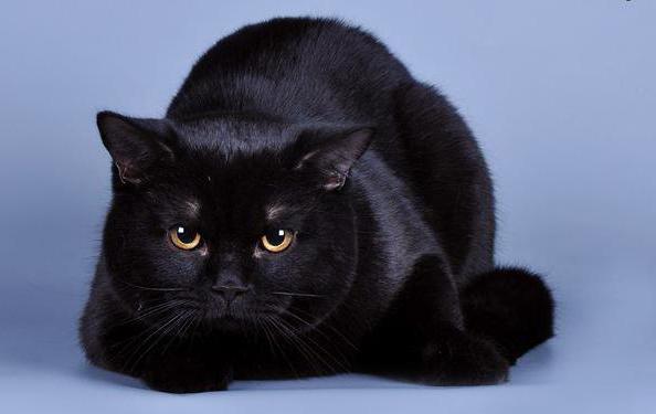 черно белые британские кошки