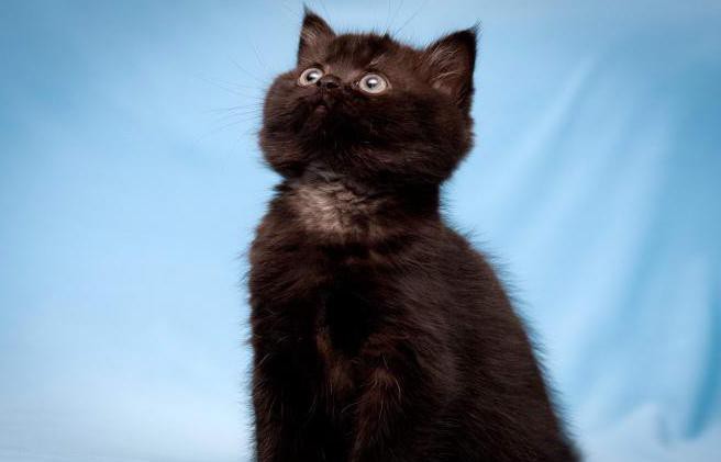 британская вислоухая кошка черная