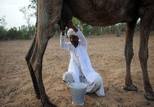 напиток из верблюжьего молока