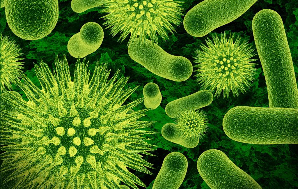 Бактерии внутри организма