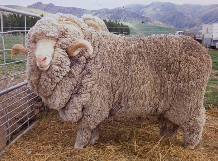 шерсть овцы мериноса
