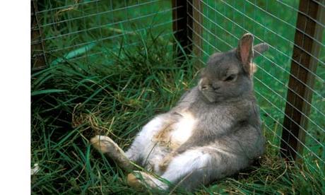 кролики разведение выращивание кормление