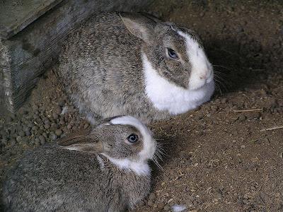 разведение и уход за кроликами