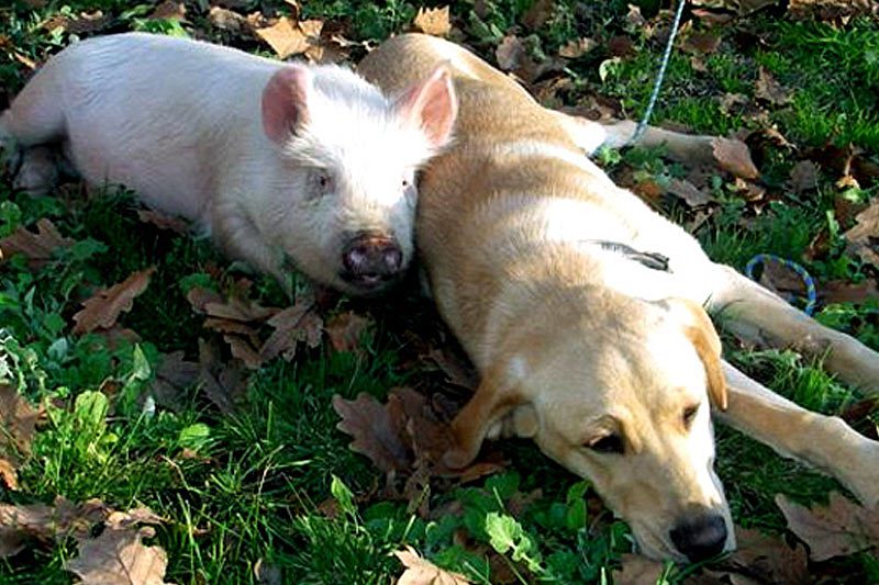 Свинья и пес лежат на траве