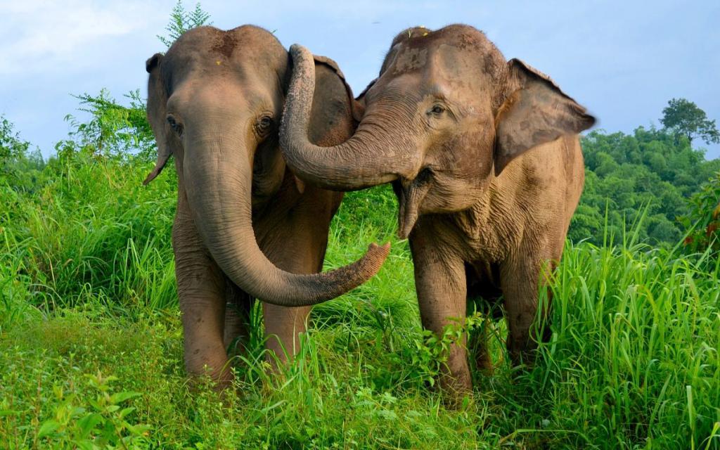 Общение слонов
