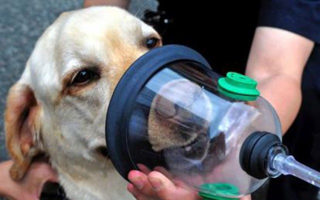 кислородная маска для собаки