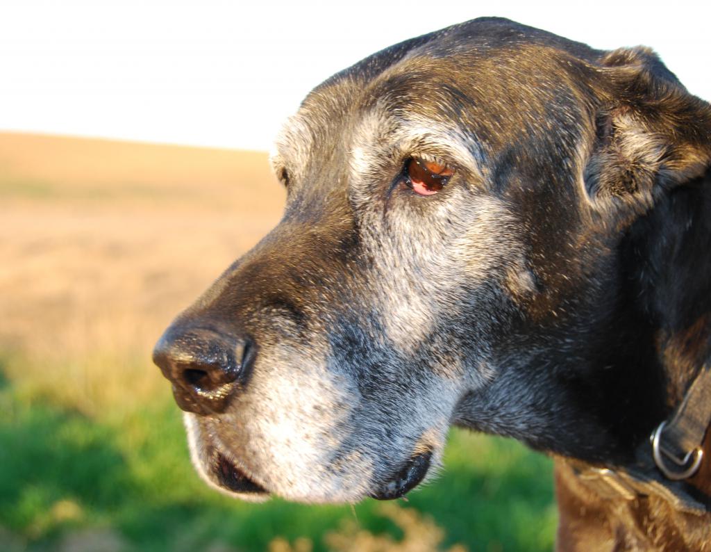 бронхиальная астма у собак симптомы лечение