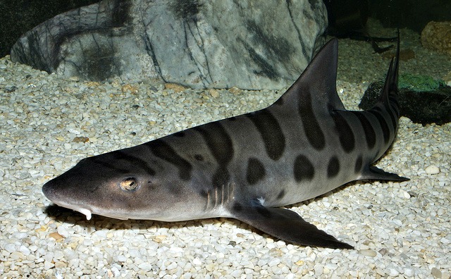 акула на мелководье