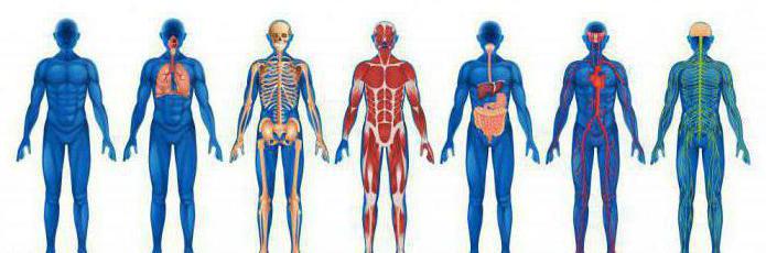 функциональные системы организма