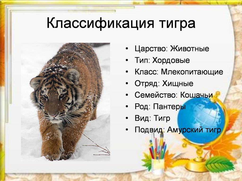 Классификация тигра