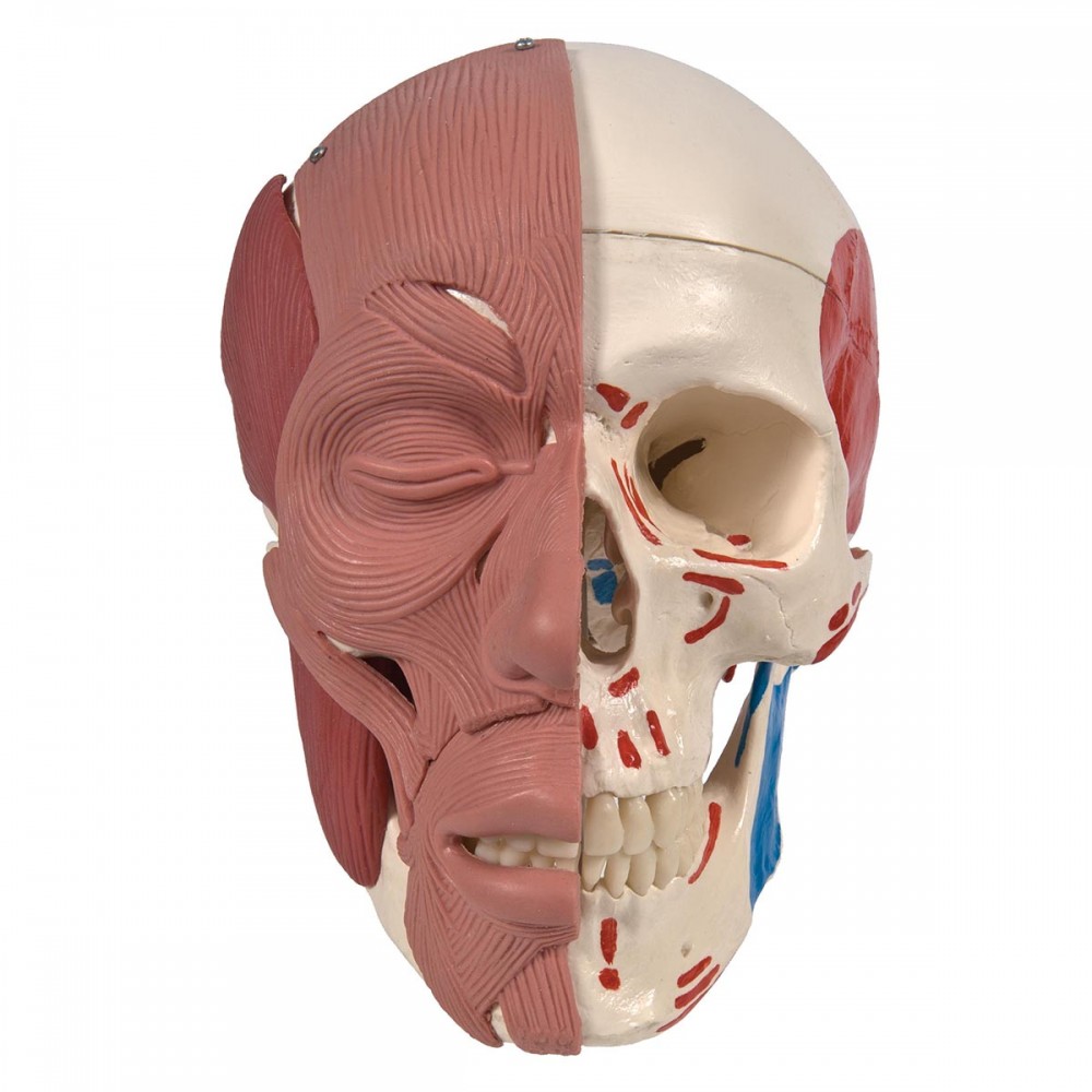 строение мышц лица человека анатомия
