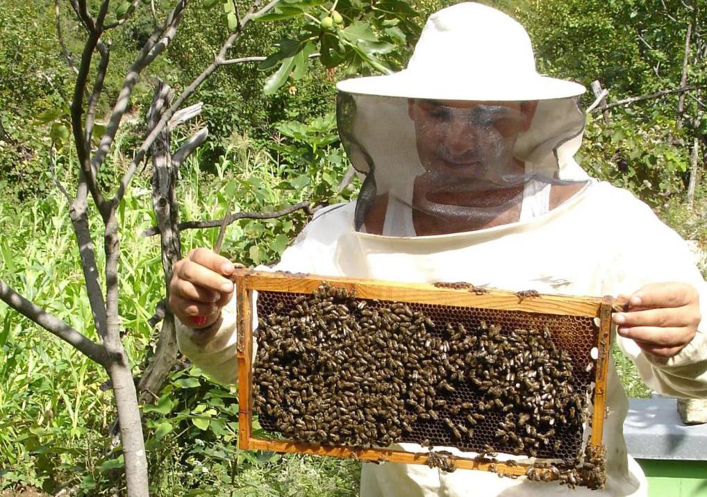 пчеловод за работой