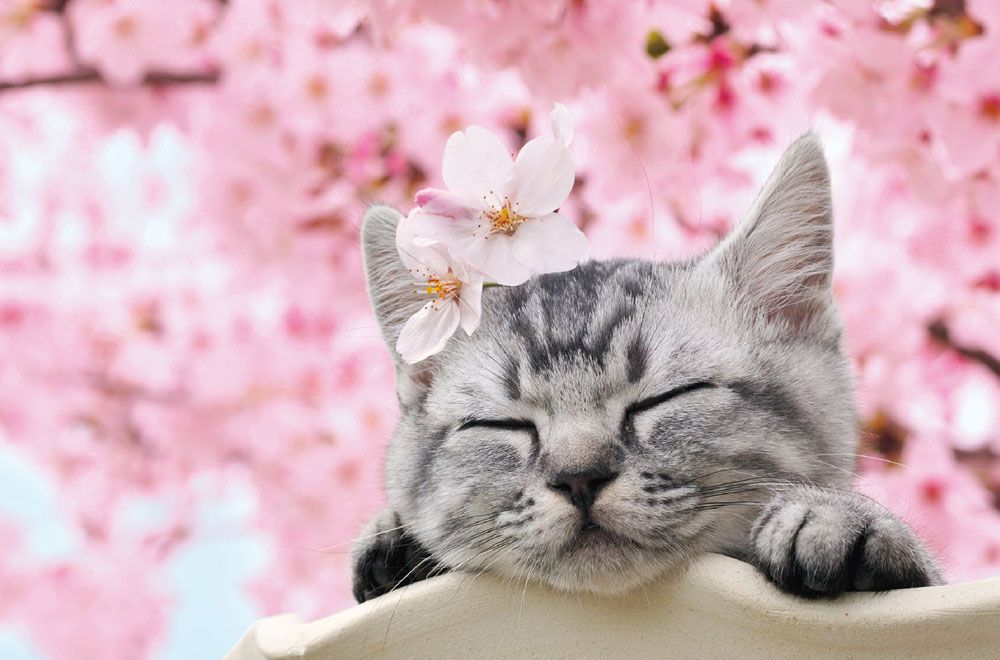 Кошка в цветах сакуры