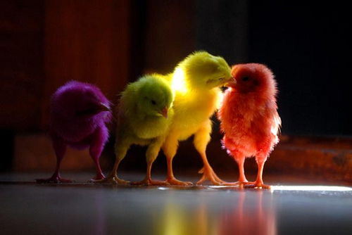 Цветные цыплята как пасхальная традиция