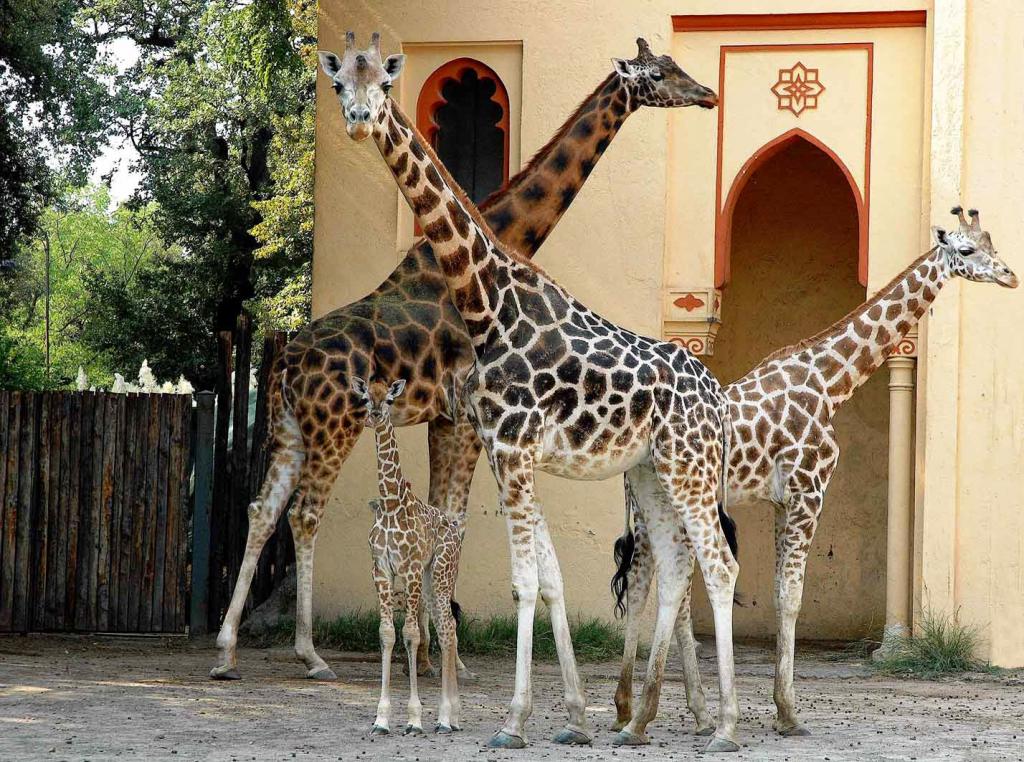 Жирафы в зоопарке Рима