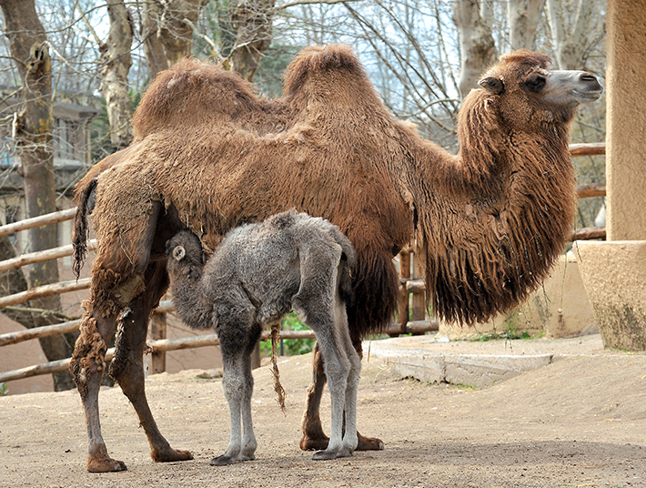 Верблюды в зоопарке Рима