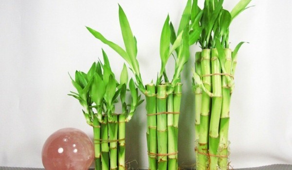 Выращивание бамбука в воде в домашних условиях, уход, размножение, болезни