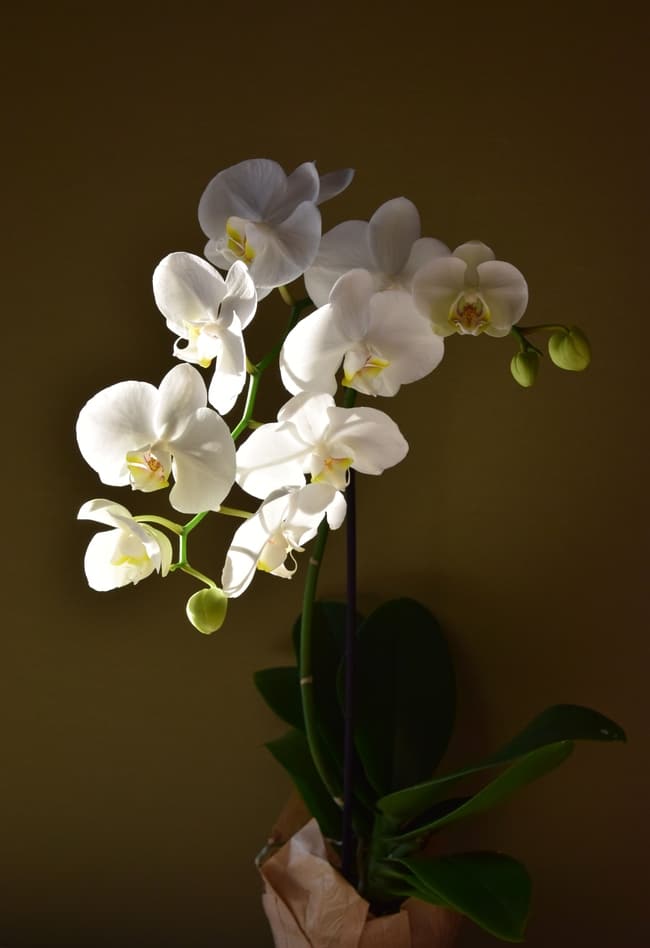 Сколько раз в год цветет орхидея в домашних условиях: особенности, интересные факты и рекомендации
