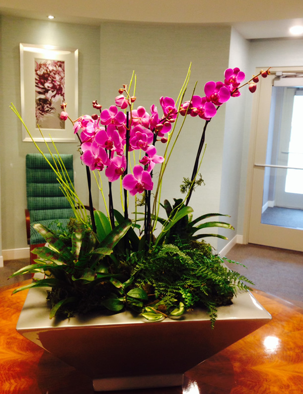 Сколько раз в год цветет орхидея в домашних условиях: особенности, интересные факты и рекомендации