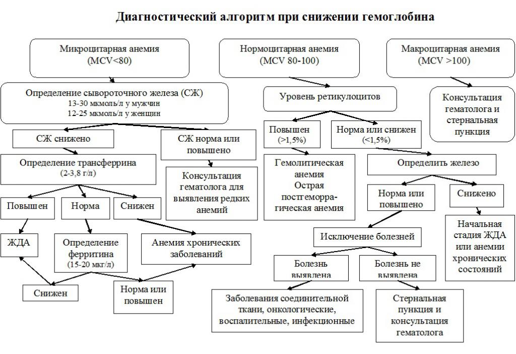 Диагностический алгоритм при снижении гемоглобина