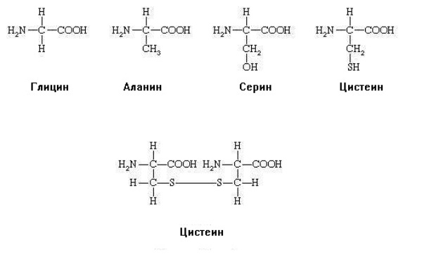 Структурные формулы некоторых аминокислот