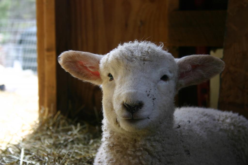 Кетгут производят из кишки овцы