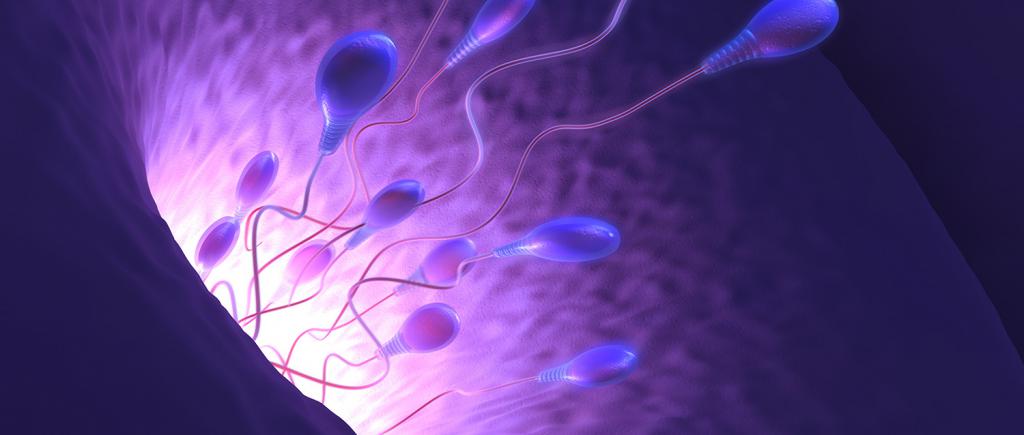 Патология и нормальное состояния спермия