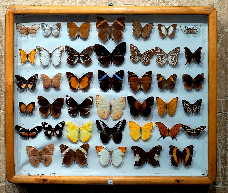 Экспозиция бабочек