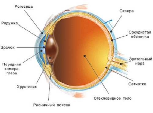 строение глазного яблока