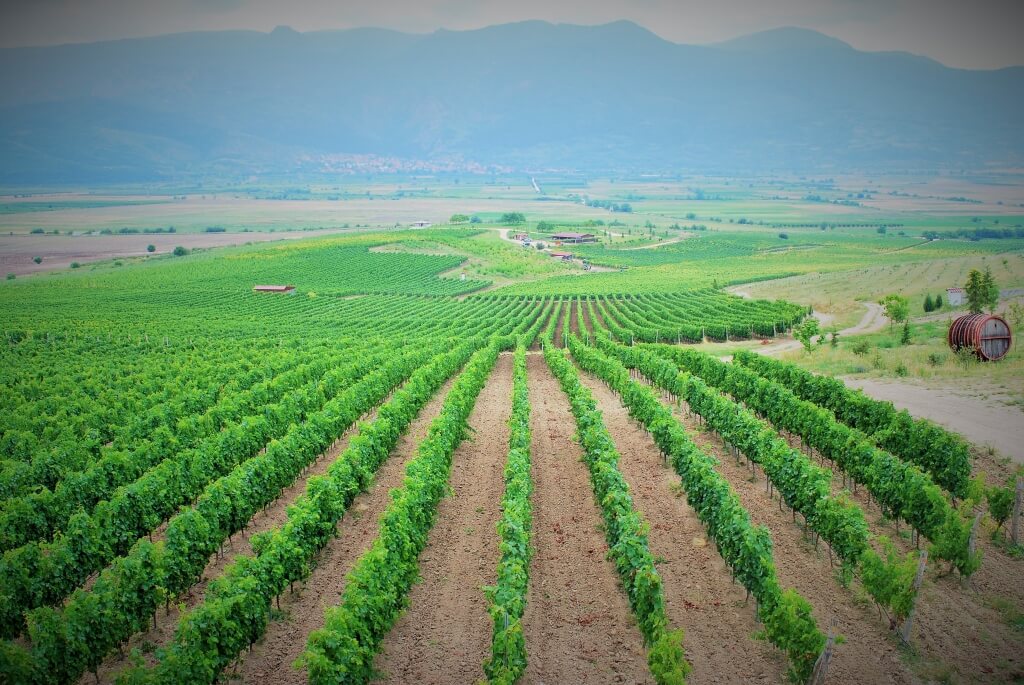 виноградник в Болгарии