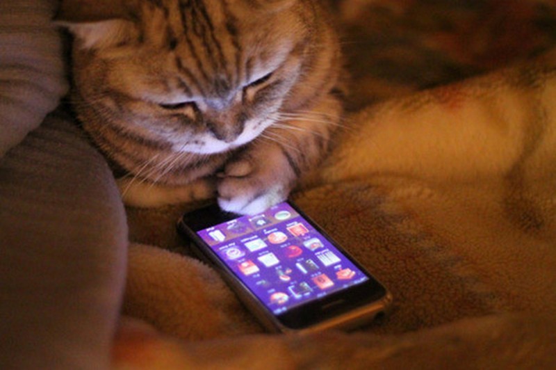 Кот и телефон